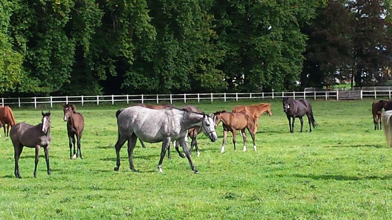 Gites De La Maison Du Haras Буврон-ан-Уж Екстериор снимка